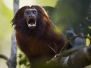 لاہور ہائیکورٹ: برازیلی بندروں کی کراچی سے لاہور چڑیا گھر منتقلی کے خلاف حکم امتناع جاری