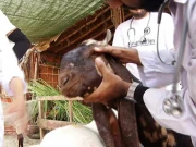 عید قربان قریب آتے ہی کراچی میں جانوروں کے اتائی کلینکس کی بھرمار