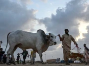 پنجاب میں جانوروں کے سری پائے جلانے پر دفعہ 144 نافذ