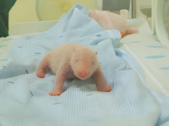 جائنٹ پانڈا معدومیت کے خطرے سے دوچار ہے