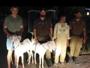 لاہور: مویشی منڈی سے قربانی کے بکرے رکشے میں لوڈ کر کے فرار ہونے والا ملزم گرفتار