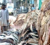 پنجاب بھر میں کالعدم تنظیموں کی جانب سے قربانی کی کھالیں اکٹھا کرنے پر پابندی