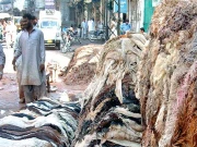پنجاب بھر میں کالعدم تنظیموں کی جانب سے قربانی کی کھالیں اکٹھا کرنے پر پابندی