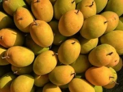 بھارت میں ’آموں کے بادشاہ‘ الفانسو آم کی پیداوار 90 فیصد تباہ، عالمی رپورٹ