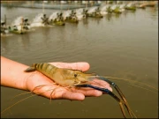 پنجاب میں جدید ٹیکنالوجی سے جھینگوں کی افزائش شروع