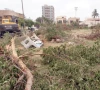 اسلام آباد میں 29 ہزار پولن الرجی والے درخت ہٹا دیے گئے