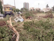 اسلام آباد میں 29 ہزار پولن الرجی والے درخت ہٹا دیے گئے