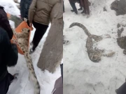 چترال میں نایاب نسل کا برفانی چیتا پُر اسرار طور پر ہلاک