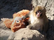 ’’پنچ‘‘ کی تنہائی بالآخر دور ہوگئی، وائرل ویڈیو نے پوری دنیا کو متاثر کردیا