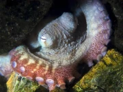 کس جاندار کے جسم میں 3 دل ہوتے ہیں؟