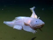 ایک ایسی چھوٹی مچھلی جس کے اوپر ٹرین بھی رکھ دی جائے، اسے کچھ نہیں ہوگا