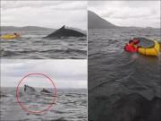 وہیل نے سمندر میں ایک شخص کو سالم نگل لیا، ویڈیو دیکھ کر دنگ رہ جائیں گے