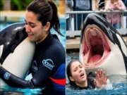 ٹرینر کو پالتو وہیل نے ہلاک کردیا؛ وائرل ویڈیو کی حقیقت کیا ہے؟