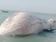 پاکستان اور ایران کے درمیان سمندر میں تقریباً 35 فٹ لمبی نیلی وہیل کی ہلاکت  