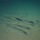 بحرِ ہند کی گہرائیوں میں موجود لاکھوں سال قدیم قبرستان