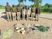 محکمہ وائلڈ لائف نے نایاب طوطوں کی کھیپ بازیاب کرلی، 14 ملزمان کے چالان