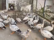 محکمہ جنگلات پنجاب کی پرندوں غیرقانونی اسمگلنگ میں ملوث مافیا کے خلاف کارروائی