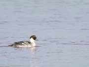 ہیڈ مرالہ کے مقام پر پہلی بار غیر معمولی آبی پرندے کی موجودگی کی تصدیق