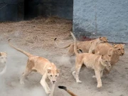 لاہور سفاری زو میں ننھے شیروں کی دھوم، پہلی بار شیر کے بچوں کا سب سے بڑا گروپ تیار