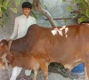 لاہور میں فیکٹری کا تالا توڑ کر قربانی کا قیمتی بیل چوری