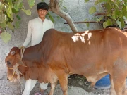 لاہور میں فیکٹری کا تالا توڑ کر قربانی کا قیمتی بیل چوری