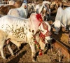 آن لائن سہولت کے باوجود بڑی تعداد میں قربانی کے جانوروں کی خریدوفروخت نقد میں ہونے کا انکشاف