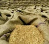  درآمدی گندم کی قیمت مقامی گندم سے زیادہ ہوگی، وفاقی وزیر کا اعتراف