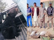 وائلڈ لائف کی جھنگ اور تونسہ بیراج میں کارروائی، 5 آبی پرندے اور ریچھ برآمد