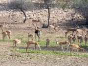 پنجاب وائلڈلائف ایکٹ میں ترامیم، جنگی حیات کے لیے فائدہ مند یا نقصان دہ ؟