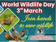 پنجاب میں عالمی یوم جنگلی حیات کی تیاریاں زور و شور سے جاری