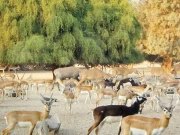 پنجاب میں پہلی بار وائلڈ لائف سروے کا آغاز، کیا فوائد حاصل ہوں گے؟