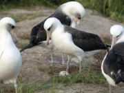 دنیا کے معمر ترین پرندے نے 74 برس کی عمر میں انڈہ دے دیا