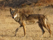 انڈین بھیڑیا آئی یوسی این کی خطرے سے دوچار انواع کی لسٹ میں شامل