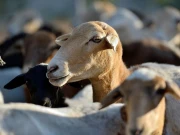 جزیرے پر بغیر پانی پیے 200 سال تک رہنے والی بکریاں، سائنسدان حیران