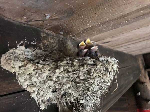 yound-swallows-in-china