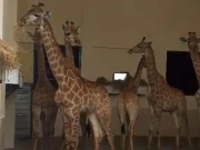 کئی مہینوں کے انتظار کے بعد ساؤتھ افریقہ سے 15 زرافے لاہور پہنچ گئے