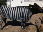 جاپانی محققین نے گائے پر زیبرا جیسا رنگ کرکے نوبل انعام حاصل کرلیا