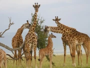 لاہور کے 2 چڑیاں گھروں کیلیے جنوبی افریقا سے 12 زرافے رواں ماہ پاکستان پہنچ جائیں گے