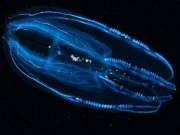 اپنی عمر کم کر دینے والی کومب جیلی فش دریافت