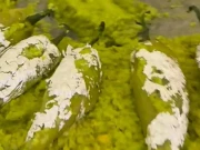 بھارتی شادی میں مرچوں کا حلوہ سوشل میڈیا پر مقبول ہوگیا