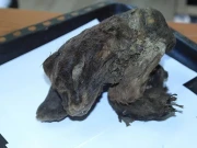 32،000 سال پرانی بلی کے بچے کی لاش دریافت