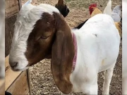 بغیر اجازت بچی کا بکرا لے کر ذبح کرنے والے پولیس دفتر پر جرمانہ