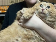 دنیا کی موٹی ترین بلی مرگئی